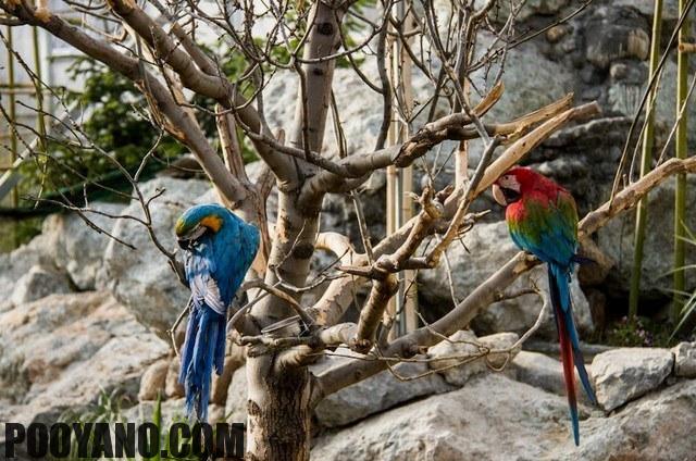 سایت پویانو-باغ پرندگان تهران