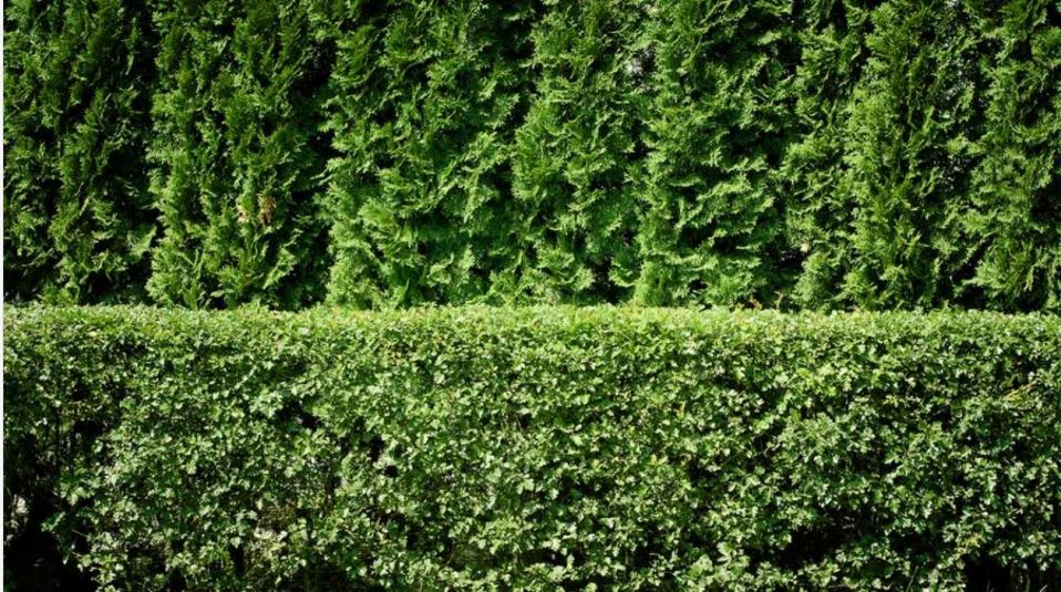 گیاه گلخانه‌­ای برای دیوار باغچه‌ای