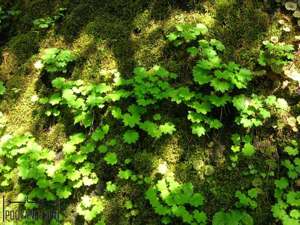 05-goal-of-vegetation-procces-photo-neaur-tokyo-by-sempervirens