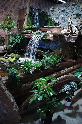 سنگ، گیاهان و آب در کنار هم و به شکل یک مجموعه یک طبیعت مینیاتوری